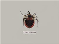 藏品(菲律賓產昆蟲)的圖片